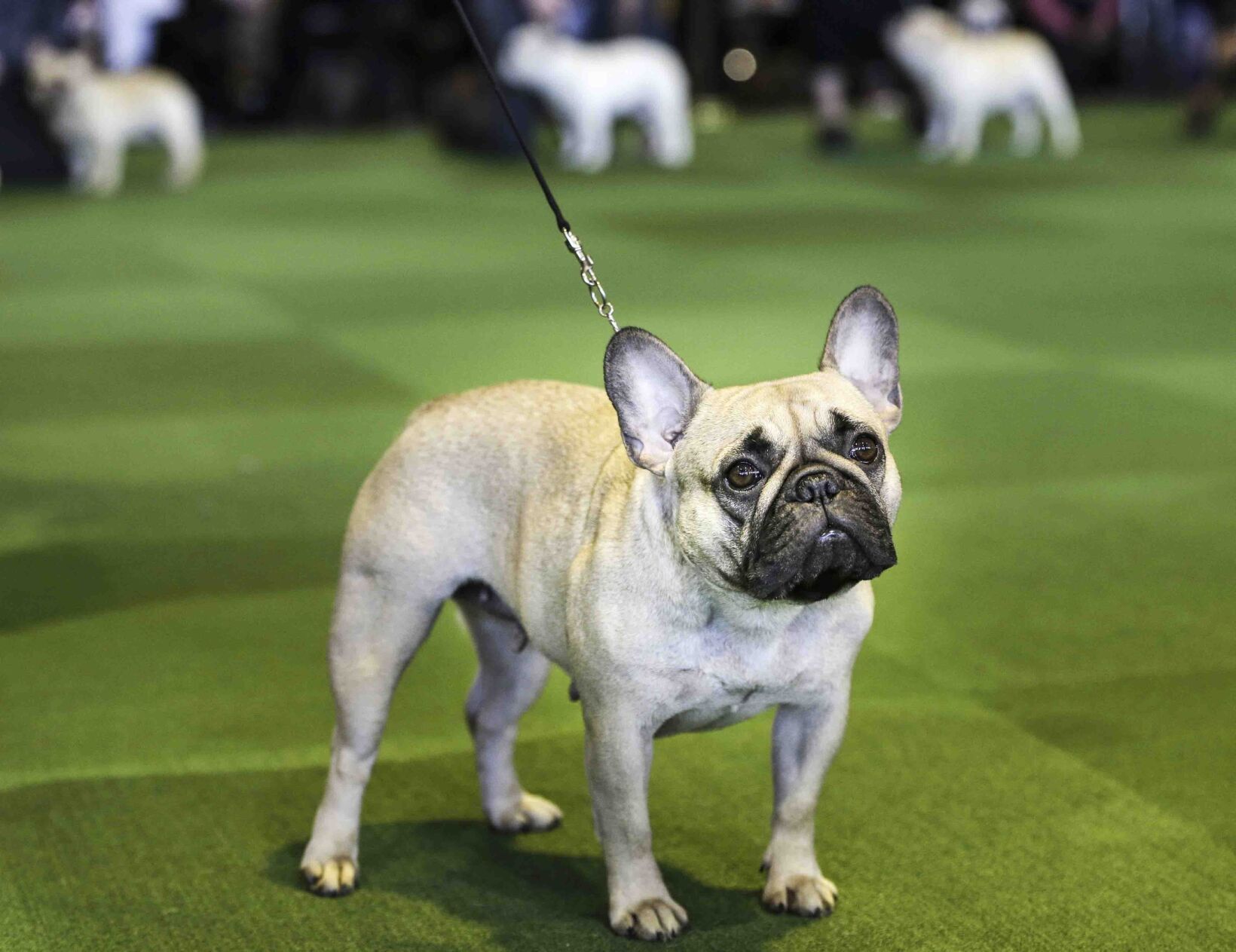 2. French bulldog